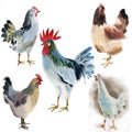 Set of farm birds. Watercolor illustration in white background. Royalty Free Stock Photo