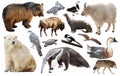 Set of fauna of North American animals.