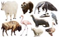 Set of fauna of North American animals.