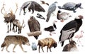 Set of fauna of North American animals.