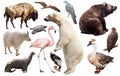 Set of fauna of North American animals.