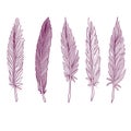 Set feather . Royalty Free Stock Photo
