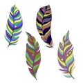 set of feather icons. Realistic set of magical tribal bird feathers for web design, printing, postcards, isolated