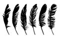 Set Feathers of birds. Royalty Free Stock Photo