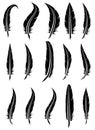 Set of feathers, vector Royalty Free Stock Photo
