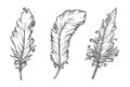 Set of feathers drawing. Vector illustration Royalty Free Stock Photo