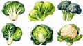 a set featuring broccoli, white cabbage, and cauliflower