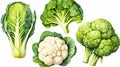 a set featuring broccoli, white cabbage, and cauliflower Royalty Free Stock Photo