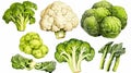 a set featuring broccoli, white cabbage, and cauliflower