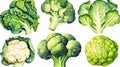 a set featuring broccoli, white cabbage, and cauliflower Royalty Free Stock Photo