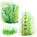 Set Of Fern Bush, Green Grass And Horsetaile , Hand Drawn Watercolor