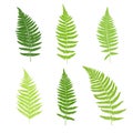 Set of fern frond silhouettes.