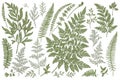 Set of fern leaves.