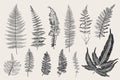 Set Ferns. 12 Leaves. Vintage botanical illustration. Royalty Free Stock Photo