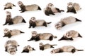 Set ferret isolated