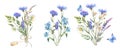 Set of fied flowers bouquet. Watercolor botanical illustration, wild flowers bouquet with blue Cornflower herb and Royalty Free Stock Photo