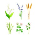 Set of field and meadow wild flowers and herbs. Snowdrop, lavender, ear of wheat, clover, lily of the valley decorative