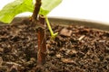 Fig Tree Panache with fruits in pot on white Royalty Free Stock Photo