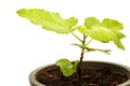 Fig Tree Panache with fruits in pot on white Royalty Free Stock Photo