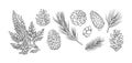 Set of fir branches and pine cones line art vector Royalty Free Stock Photo