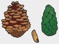Set of fir conifer cone color. Line art sketch picture. Hand drawn. Royalty Free Stock Photo