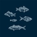 A set of Fish illustration. Beautiful sea and river animals. Fish for design with seafood food. Cooking food from fish