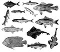 Set of fish illustrations