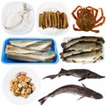 Set of fish and seafood isolated on white Royalty Free Stock Photo