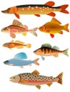 Set of fishes Royalty Free Stock Photo
