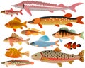 Set of fishes Royalty Free Stock Photo