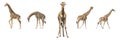 Set of five african giraffes in different posings Royalty Free Stock Photo