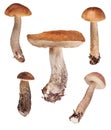 Set of five birch boletes on white