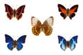 Set of five blue and orange tropical butterflies on white