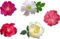 Set of five bright color brier flowers