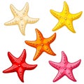 Set five color starfish on white