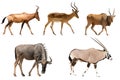 Set of five different antelopes Royalty Free Stock Photo