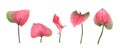 A set of five different Anthurium flowers isolated on a white background Royalty Free Stock Photo