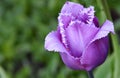 Set of five different color tulips isolated on white background