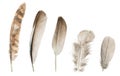 Set of five different feathers