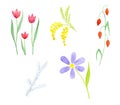 Set of five different wildflowers. Tulip, mimoza, camomile.