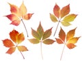 Set of five fall leaves isolated on white Royalty Free Stock Photo