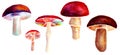 Set of five forest mushrooms in watercolor technique. Vibrant hand painted illustration. Royalty Free Stock Photo