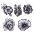 Set of five grayscale flowers with leaves on white isolated background drawing with pen ball.