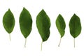 Set of five green leaves of apple tree isolated on white background Royalty Free Stock Photo