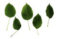 Set of five green leaves of pear isolated on white background Royalty Free Stock Photo