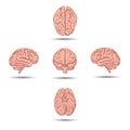 Set of five human brains with shadow from
