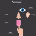 Set of five human senses. Icons of human senses. Infographics about human senses.