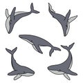 Set of five humpback whales minimalist simple colour vector logo illustration. Isolated whales drawing on white Royalty Free Stock Photo