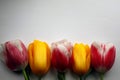 A set of five multicolored tulips on a white-gray background