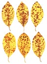 Set of five natural scanned autumn leaves